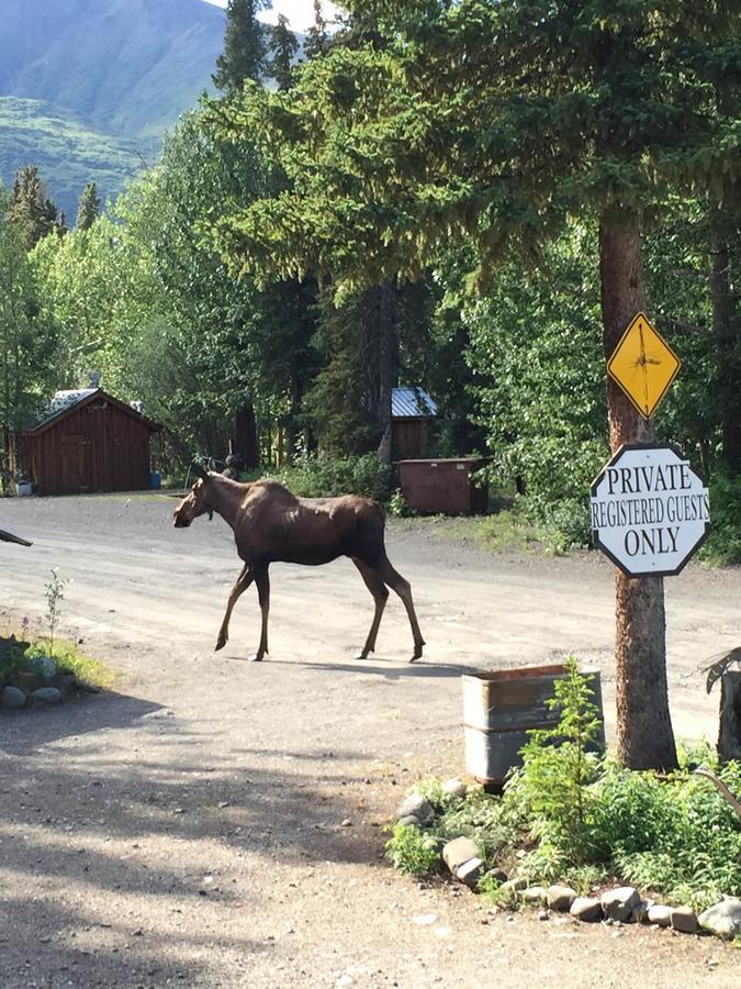 Carlo Creek Cabins Denali Park Экстерьер фото